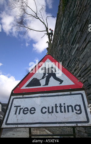 ein Baumpfleger Abholzen eine Buche, in Ambleside, Cumbria, UK, mit Warnschild Stockfoto