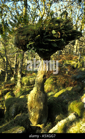 Alten Bäumen im Wistman s Holz National Nature Reserve Dartmoor National Park Devon England Stockfoto