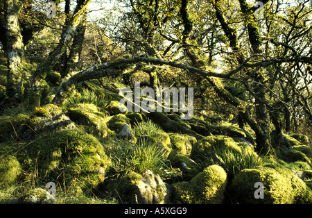 Alten Bäumen im Wistman s Holz National Nature Reserve Dartmoor National Park Devon England Stockfoto