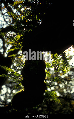 Alten Bäumen im Wistman s Holz National Nature Reserve Dartmoor National Park Devon England Stockfoto