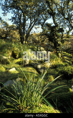 Alten Bäumen im Wistman s Holz National Nature Reserve Dartmoor National Park Devon England Stockfoto