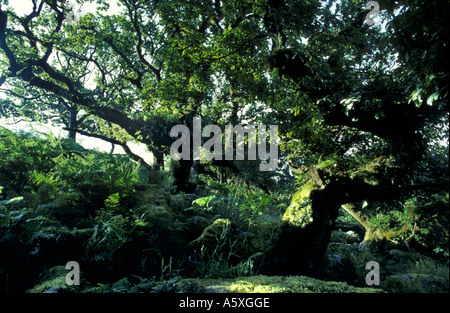 Alten Bäumen in Wistmans Holz National Nature Reserve Dartmoor National Park Devon England Stockfoto