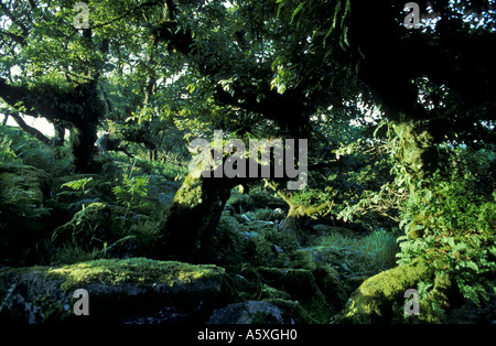 Alten Bäumen im Wistman s Holz National Nature Reserve Dartmoor National Park Devon England Stockfoto