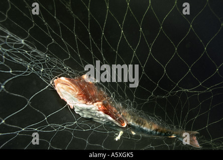 Roter Knurrhahn Aspitrigla Cuculus gefangen in Monofilament Fischernetz Südküste England Stockfoto