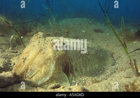 Gemeinsamen Tintenfisch Sepia Officinalis aus Shoalstone in der Nähe von Brixham Devon UK Stockfoto