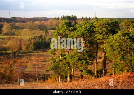 Blick Richtung Hale Purlieu New Forest Hampshire UK Stockfoto