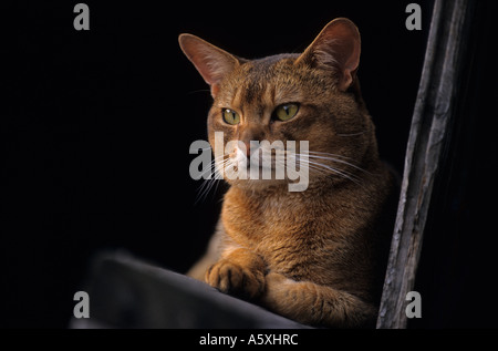 Abessinier Kater. Chat-Abyssin Mâle. Stockfoto