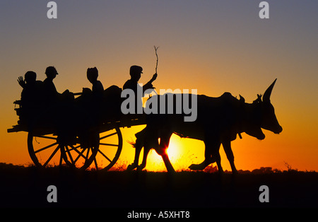 Gliederung von einem Wagen, gezogen von zwei Zebus (Morondava, Madagaskar).  Silhouette de Charrette Tirée Par Deux Zébus. Stockfoto