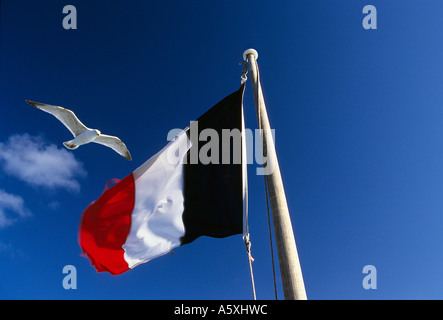 Französische Nationalflagge und Dreizehenmöwe (Rissa Tridactyla)... Drapeau national Français et Mouette Tridactyle (Rissa Tridactyla) Stockfoto