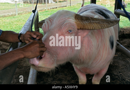 Buffalo fair zu Rantepao (Tana Toraja - Sulawesi - Indonesien). Marché Aux Buffles de Rantepao (Tana Toraja - Célèbes - Indonésie) Stockfoto