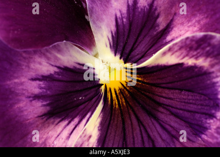 Lila Viola hautnah, allgemein bekannt als Stiefmütterchen. Stockfoto