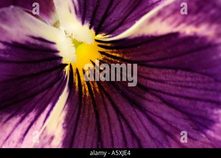 Lila Viola hautnah, allgemein bekannt als Stiefmütterchen. Stockfoto