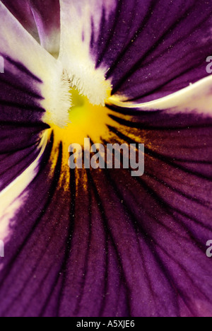 Lila Viola hautnah, allgemein bekannt als das Stiefmütterchen Stockfoto