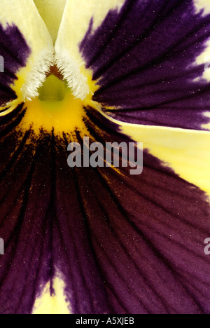 Viola hautnah, allgemein bekannt als das Stiefmütterchen. Stockfoto