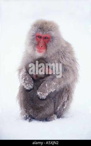 Snow Monkey und Baby im Schnee Jigokudani Honshu Japan Stockfoto
