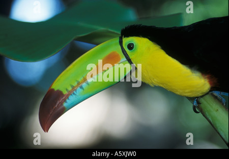 Kiel in Rechnung gestellt Toucan Ramphastos Sulfuratus Honduras-Mittelamerika Stockfoto