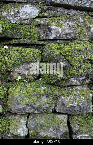 Stone Wall bedeckt mit Moos und Flechten, Close Up. Stockfoto