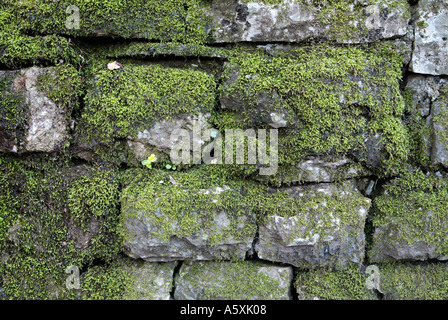 Stone Wall bedeckt mit Moos und Flechten, Close Up. Stockfoto