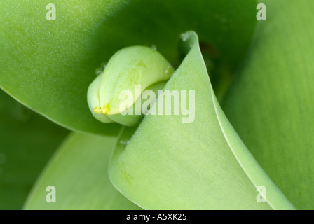 Tulpe Pflanze zur Blüte, nahe kommen. Stockfoto