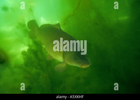 Der Karpfen in seiner natürlichen Umgebung (Cyprinus Carpio Carpio). Carpe Gemeinde (Cyprinus Carpio Carpio) En Milieu Naturel. Stockfoto