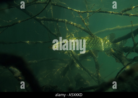 Ein Hecht (Esox Lucius) in der Tazenat Kratersee (Frankreich). Brochet (Esox Lucius) Dans le Gour de Tazenat (Frankreich). Stockfoto