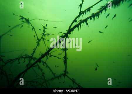 Kaulquappen zusammengeklebt auf einem Ast. Têtards Agglutinés Sur Une Branche. Stockfoto