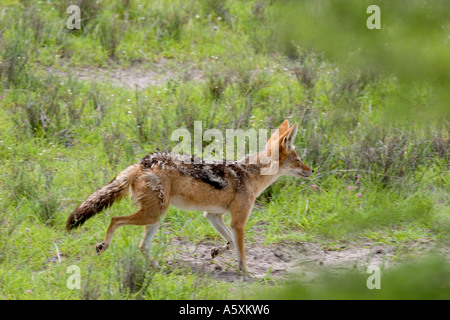 M2 - 319D WANDERN BLACK-BACKED SCHAKAL Stockfoto