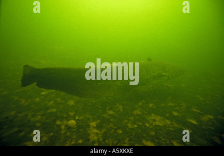 Silurus Glanis Bewegung über den Fluss La Creuse (Frankreich). Silure Glane Nageant Dans la Rivière La Creuse. (Frankreich). Stockfoto