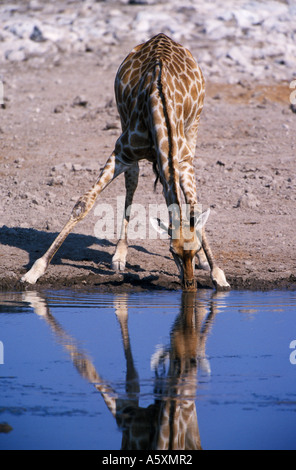 Giraffe trinken am Wasserloch Etosha Nationalpark Namibia Stockfoto