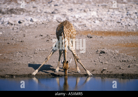 Giraffe trinken am Wasser Loch Etosha Nationalpark Namibia Stockfoto