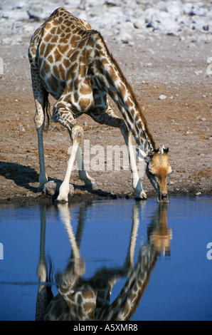 Giraffe trinken am Wasserloch Etosha Nationalpark Namibia Stockfoto