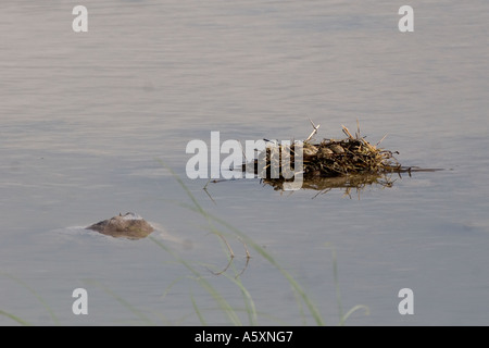 BA - 196D STELZENLÄUFER EIERN IM NEST Stockfoto