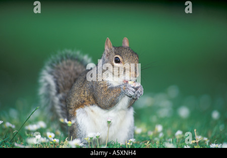 Grauhörnchen England UK Stockfoto