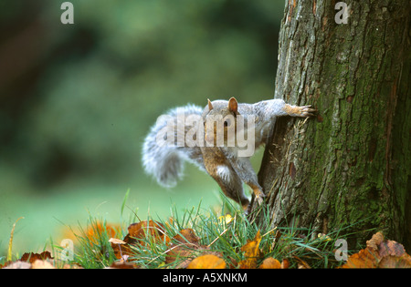 Graue Eichhörnchen festhalten an der Seite eines Baumstammes. Stockfoto