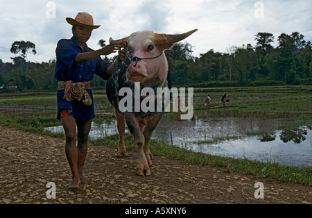 Gegenüber dem Büffel Markt zu Rantepao (Sulawesi). En Richtung du Marché Aux Buffles de Rantepao (Célèbes). Stockfoto