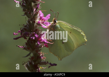 Brimstone Schmetterling Fütterung auf lila loostrife Stockfoto