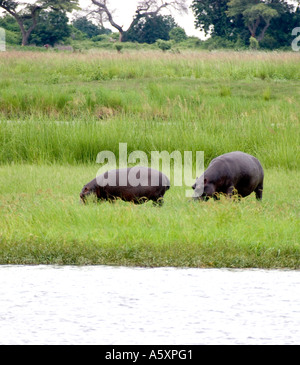 M2 - 267D MUTTER UND JUNGE HIPPO AUF INSEL Stockfoto