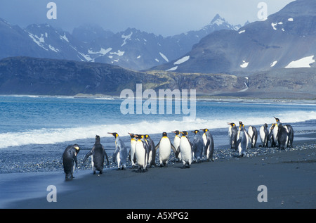Königspinguine am Strand Süd-Georgien-Großbritannien Stockfoto