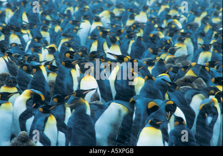 Königspinguine im Schnee Sturm Südgeorgien UK Motion Blur Stockfoto