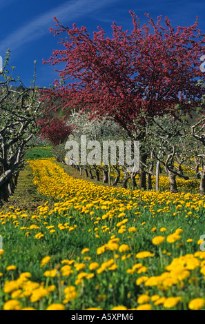 Obstgarten im Frühjahr (Frankreich). Küster au Printemps (Frankreich). Stockfoto