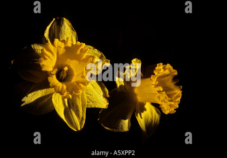 Narzisse (Narcissus Pseudonarcissus).  Jonquilles (Narcissus Pseudonarcissus). Clair Obscur et Lumière Rasante. Stockfoto