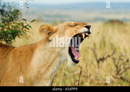 Weibliche Löwen Gähnen Masai Mara Nationalpark Kenia Stockfoto