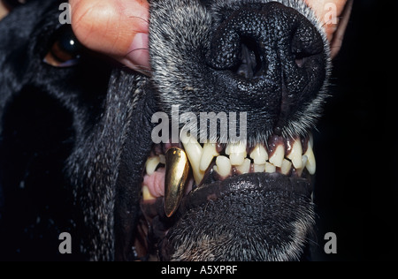 Eine de-luxe Hunde. Prothese auf ein Jagdhund (Canis Familiaris). Luxe canin. Prothèse Dentaire Sur un Chien de Chasse. Stockfoto