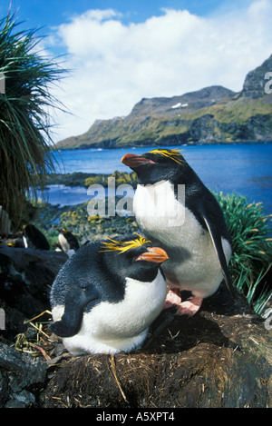 Makkaroni Pinguine am Nest Südgeorgien UK Stockfoto