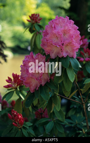 Blühende Rhododendren (Rhododendron-sp). Rhododendron (Rhododendron sp) En Fleurs. Stockfoto