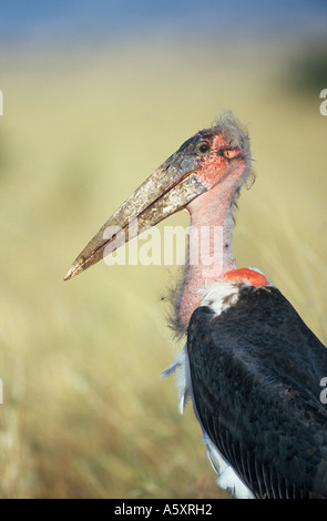 Maribu Storch Masai Mara Nationalpark Kenia Stockfoto