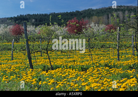 Im Frühling, Obstgarten in der Gemeinde Saint-Amand-Tallende (Frankreich). Küster au Printemps Sur la commune de Saint-Amand-Tallende Stockfoto
