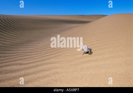 Namaqua Chamäleon Chamaeleo Namaquensis in Wüstenumgebung Namibwüste Namibia Stockfoto