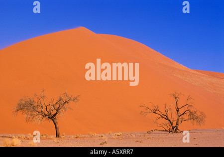 Sanddünen Soussevlei Namibia Stockfoto