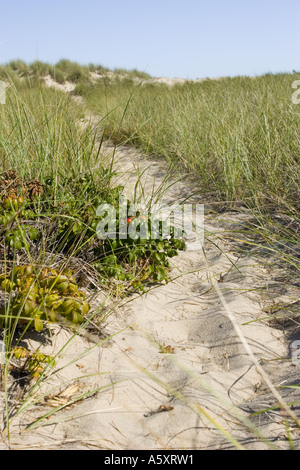 Strand von Cape Cod Stockfoto